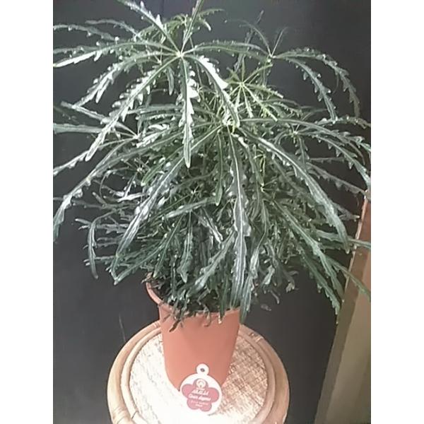 観葉植物 アラレアの人気商品 通販 価格比較 価格 Com