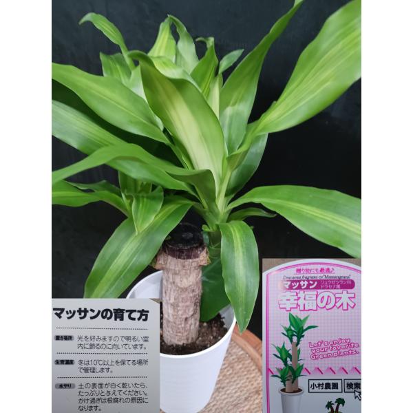 高さ約５５ｃｍで、直径１２ｃｍの鉢に入っています。基本の置き場所は直射日光を避けた明るい日陰です。１０度以下は避けてください。名前のとおり、幸福を呼ぶかも。　写真は、R６年１１月９日現在です。　お問合せ頂ければ、２４時間以内に注文があった場...