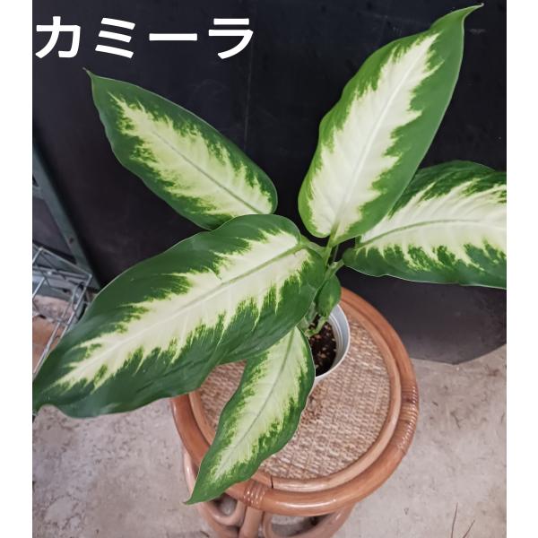 デヘンバキア カミーラ 観葉植物 室内 Buyee Buyee 提供一站式最全面最专业现地yahoo Japan拍卖代bid代拍代购服务 Bot Online