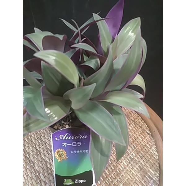 苗 万年青 苗の人気商品 通販 価格比較 価格 Com