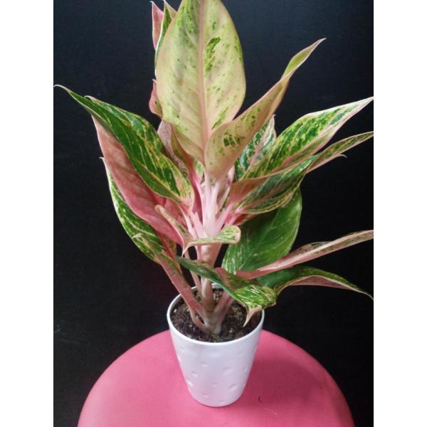 マグラオネマバレン 観葉植物 サトイモ科 室内 059 中井商店 やふー店 通販 Yahoo ショッピング