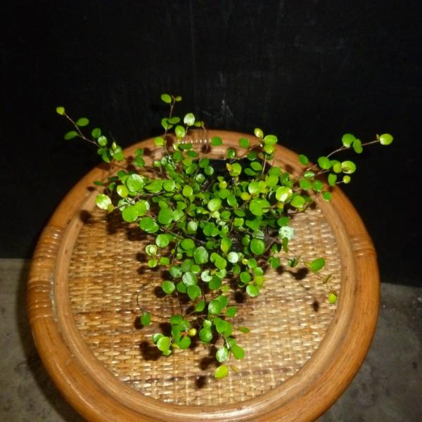 観葉植物 ワイヤー 苗の人気商品 通販 価格比較 価格 Com