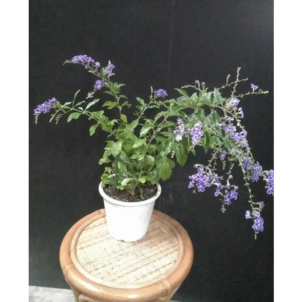 デュランタ 宝塚 紫色 夏の花 パープルラブ 中井商店 やふー店 通販 Yahoo ショッピング