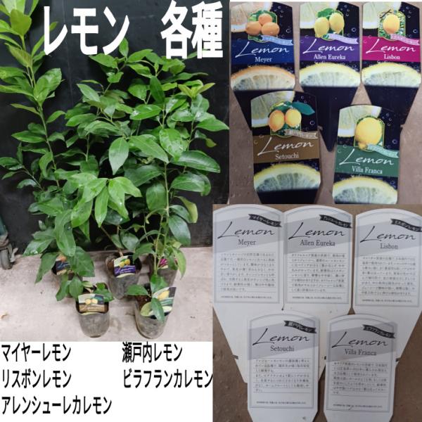 直径１０ｃｍの鉢に入ってます。高さ約５０〜７０ｃｍです。写真は、Ｒ７年１０月１９日に撮影したものです。　メール頂ければ、２４時間以内に注文いただけたら送れる苗木の写真を送ります。家庭菜園で人気の柑橘類。人気No.1は、(ミカンではなく）レモ...