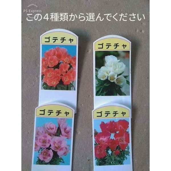 切花 白の人気商品 通販 価格比較 価格 Com