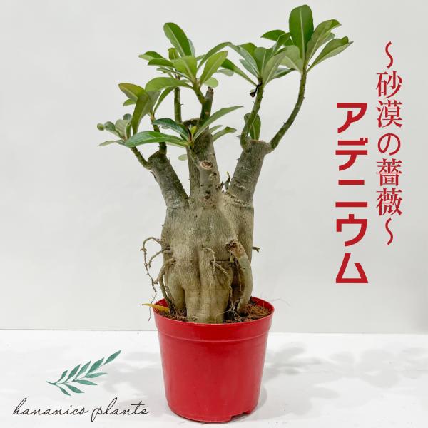 アデニウム アラビカム 砂漠のバラ 天空のバラ 太い幹 観葉植物 塊根
