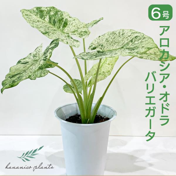 hananico_plants-ao01