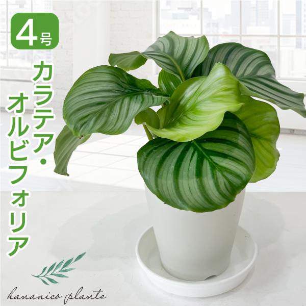 [Release date: October 31, 2025]丸く大きな葉にシルバーグリーンのストライプ模様が美しい、珍しい観葉植物・カラテア・オルビフォリア。明るい室内で育ち、耐陰性もありリビングやオフィスのインテリアに最適。葉水で湿度...