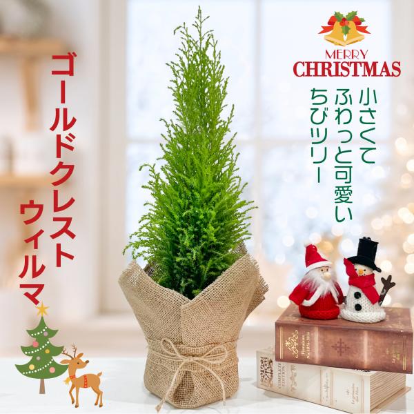 ゴールドクレスト ウィルマ ミニツリー 4号 本物 観葉植物 卓上 常緑樹