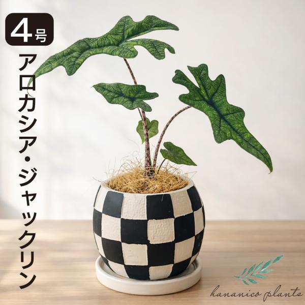 hananico_plants-jacklin01