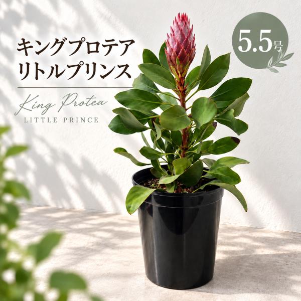 hananico キングプロテア リトルプリンス 5.5号 花苗 鉢植え プロテア 花付き エキゾチック ネイティブプランツ蕾付き