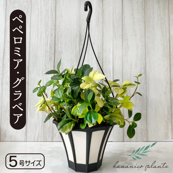 hananico_plants-ppg-01