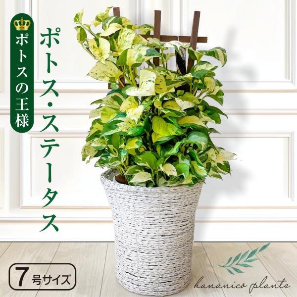 ポトス ステータス ポトスの王様 観葉植物 斑入り品種 レア
