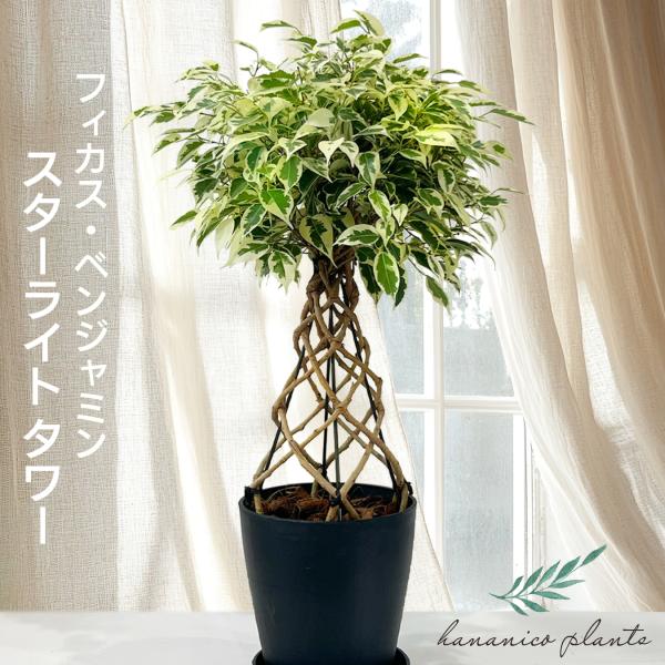 観葉植物　フィカスベンジャミナ 楽天市場】観葉植物/ベンジャミン（フィカス ベンジャミナ