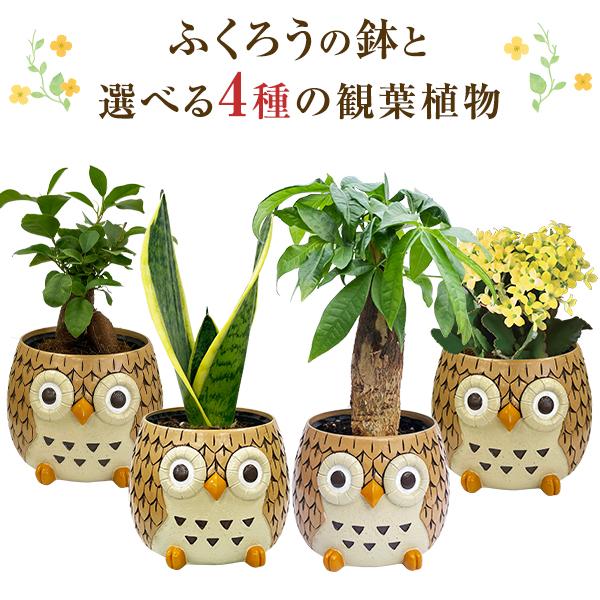 花のギフト社 フクロウ ふくろう 置物 梟 観葉植物 小さい 花のギフト社 フクロウ ふくろう 置物 梟 観葉植物 小さい
