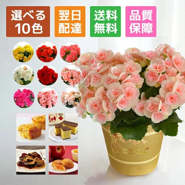 リーガース 鉢植え ベコニア 花鉢 鉢花 花 ギフト プレゼント 誕生日 お祝い 母の日 リーガースベコニア ベコニアの花 室内 フラワーギフト お菓子 スイーツ Yh0305 花のギフト社onlineshop 通販 Yahoo ショッピング