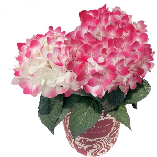 あじさい 白寿紅 鉢植え 鉢花 花鉢 アジサイ 紫陽花 誕生日 お祝い