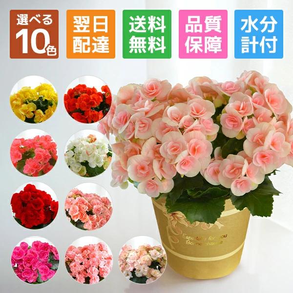 [Release date: October 9, 2024]・商品内容リーガース4.5号鉢、ペーパー鉢カバー(受皿付き)、水分計サスティ（Mサイズ）、育て方のしおり・花サイズ幅：約25cm、高さ：約30cm・用途花 ギフト 誕生日 プレゼ...