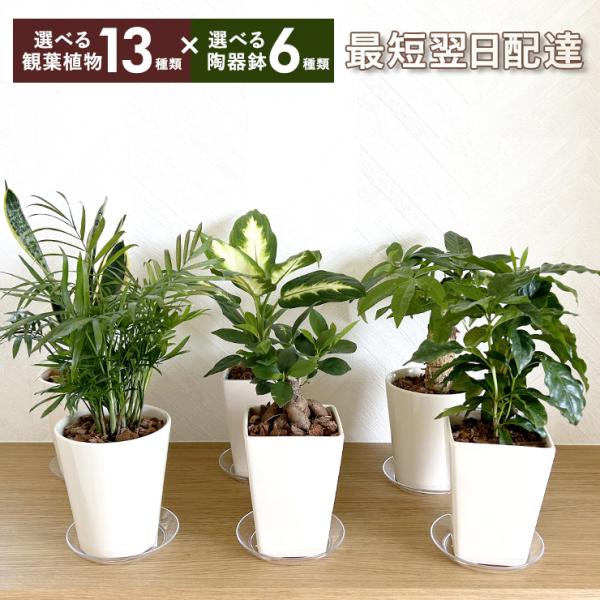 [Release date: May 16, 2024]●商品内容観葉植物陶器鉢植え、受け皿(プラスチック製)、育て方のしおり◆選べる観葉植物パキラ4号鉢サンスベリア4号鉢テーブルヤシ4号鉢アロエ4号鉢ガジュマル4号鉢コーヒーの木4号鉢ディ...