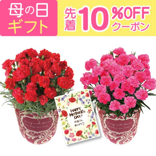 母の日 花 プレゼント 母の日ギフト 2026 ギフト カーネーション 鉢植え 花鉢 おしゃれ 5号 鉢 特大 鉢植 お花 鉢花 5号鉢 60代 70代 80代