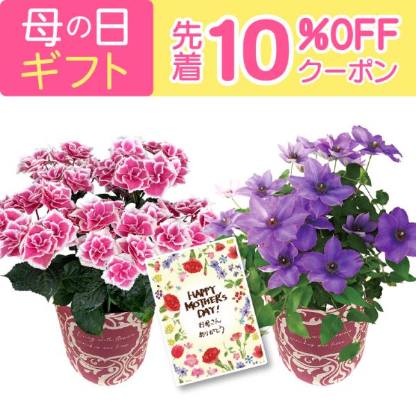 母の日 花 ギフト 早割 クレマチス アジサイ プリンセスリング 栃木県限定生産 5号鉢 鉢花 鉢植え 母の日プレゼント 人気 定番 おすすめ 母の日花