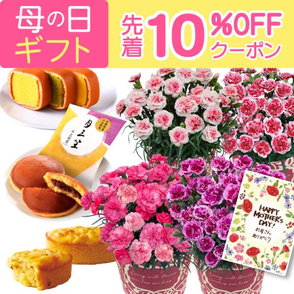 母の日 プレゼント 2026 花 ギフト カーネーション 鉢植え 花鉢 5号 鉢 鉢植 お花 鉢花 スイーツ 花とスイーツ おしゃれ 5号鉢 お菓子 文明堂 どら焼き