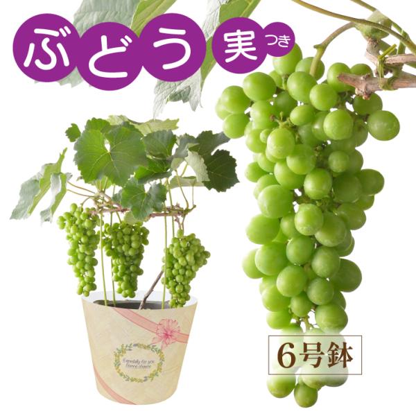 ギフト ブドウ鉢植え ぶどう鉢植え 葡萄鉢植え ブドウの木 葡萄の木 ぶどうの木 果物の木 東北〜関西 送料無料  父の日プレゼント 果樹