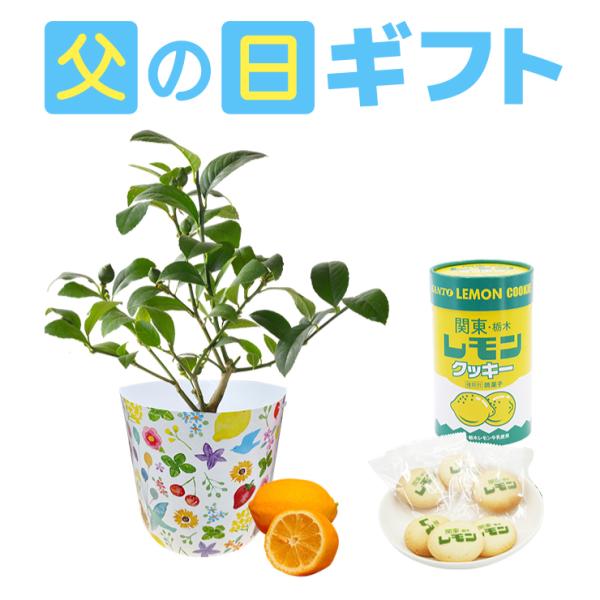 父の日ギフト 父の日 フルーツ レモン プレゼント 花 ギフト 実付き 花鉢 苗 果物 鉢植え 果樹 果樹鉢 レモンの木 レモン牛乳 クッキー 送料無料
