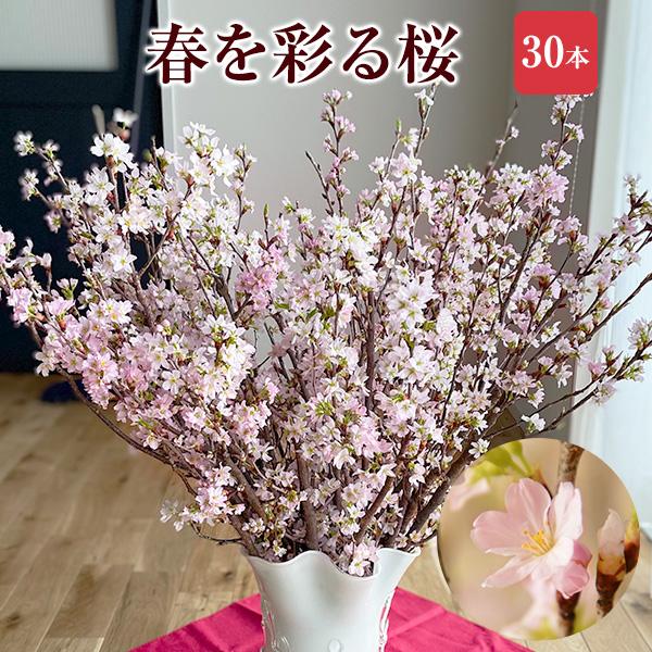 花のギフト社 啓翁桜 さくら 桜 30本 花束 切花 生花 サクラ 花 花のギフト社 啓翁桜 さくら 桜 30本 花束 切花 生花 サクラ 花