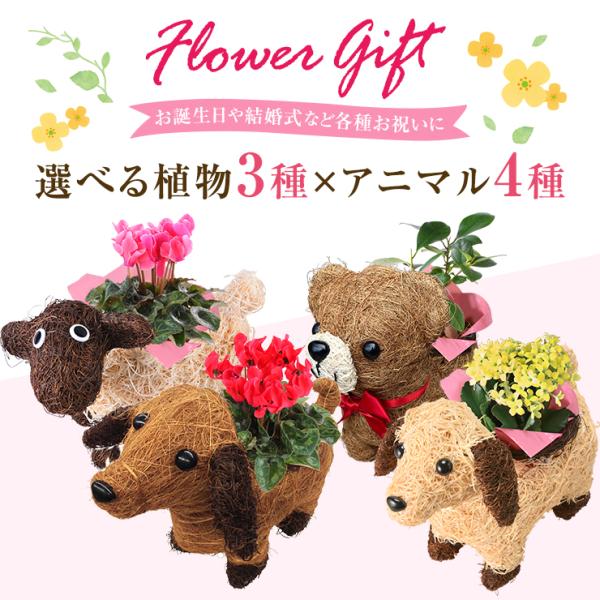 ●商品内容選べる3号鉢植えポット(ガジュマル、カランコエ、ガーデンシクラメン)、動物バスケット(わんわん、ヒツジ、くま)、育て方のしおり●商品サイズ・わんわん、ひつじ約：幅30cm、高さ25cm(動物含む)・ミニベア約：幅25cm、高さ20...