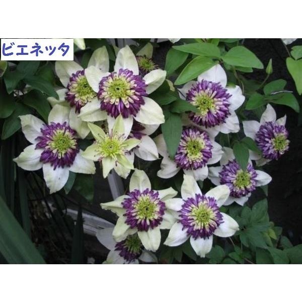 クレマチス２苗セット クレマチス苗 ビエネッタ 2苗セット 【送料無料】 : 花の王国