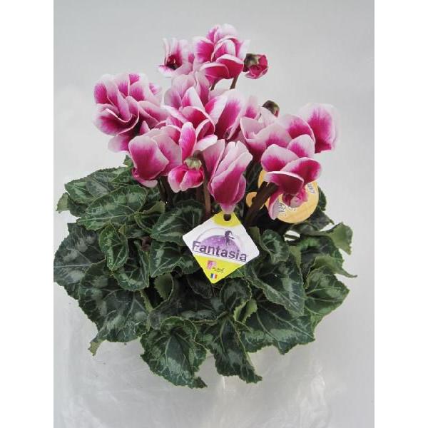 シクラメン 5号鉢 送料無料 Buyee Buyee Japanese Proxy Service Buy From Japan Bot Online