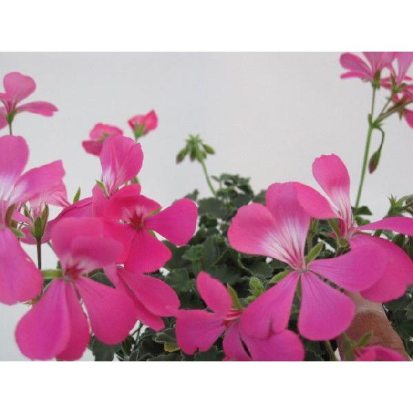 ゼラニウム ツーインワンピンクの苗 12cmポット : 花の王国 ゼラニウム ツーインワンピンクの苗 12cmポット : 花の王国