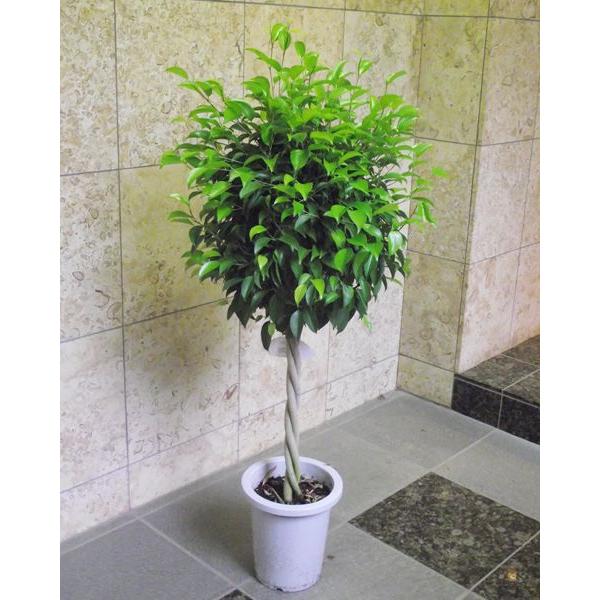 ベンジャミン 丸 100cm Gr Ben 花の助 通販 Yahoo ショッピング