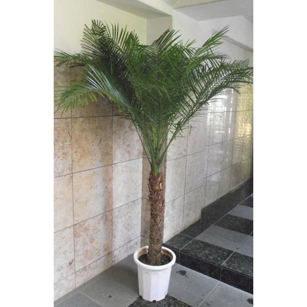 観葉植物 ヤシ フェニックス ロベレニー 0cm前後 会社 店舗 病院等は送料1000円割引あり Buyee 日本代购平台 产品购物网站大全 Buyee一站式代购 Bot Online