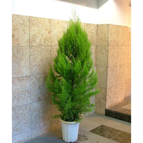 植物 植木 庭木 コニファー ゴールドクレストの鉢植え 180cm クリスマスツリーにも 会社 店舗 病院等は送料1000円割引あり Gr Krst S 花の助 通販 Yahoo ショッピング