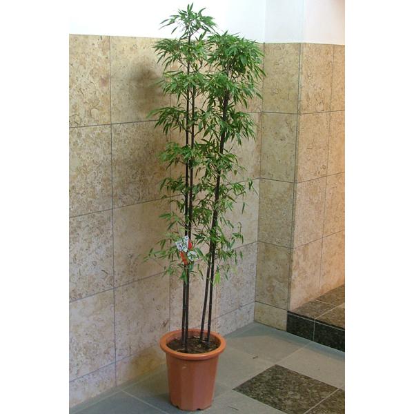 黒竹 クロチク 185cm Gr Kurotk180 花の助 通販 Yahoo ショッピング
