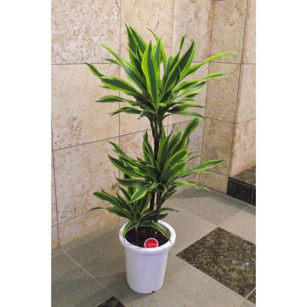 観葉植物 ドラセナ ワーネッキー レモンライム 8号 : 花の助 - 通販