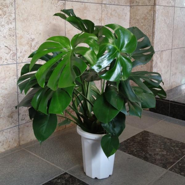 観葉植物 モンステラ 8号鉢入り : 花の助 - 通販 - Yahoo!ショッピング