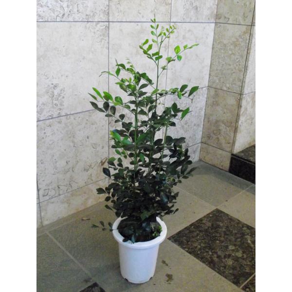 シルクジャスミン げっきつ 150cm Buyee Buyee 日本の通販商品 オークションの代理入札 代理購入