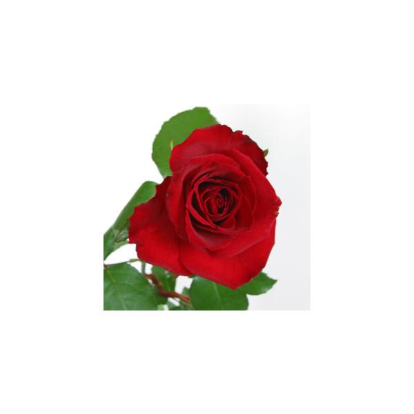 特選 深紅のバラの花束 赤いバラの花束 1本 Ro R315 花の助 通販 Yahoo ショッピング