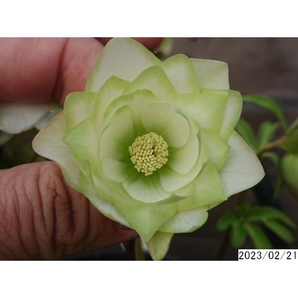 花3ガク0蕾5 開花株6号 ピエラ吉田園芸親株 多弁ダブル クリスマス