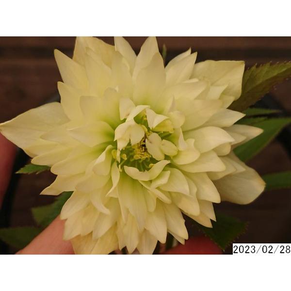 花1ガク0蕾3 開花株4号 剣多弁”クレイモア” 超多弁 吉田園芸生産