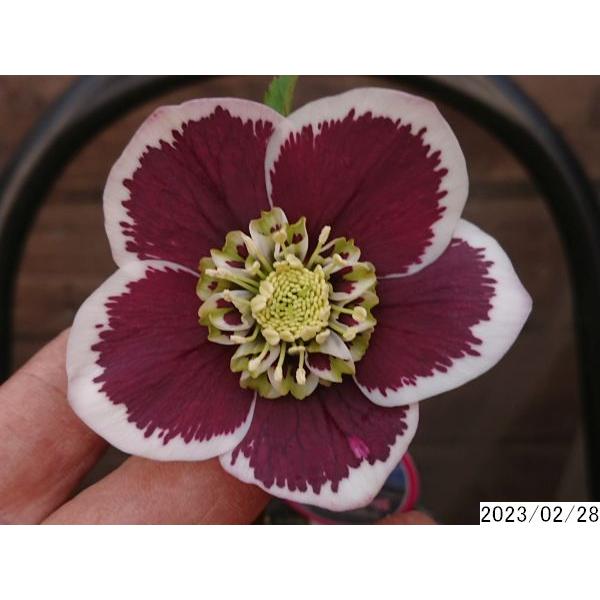 花1ガク0蕾1 開花株3.5号 ”大福”小野寺園芸生産 セミダブル クリスマス