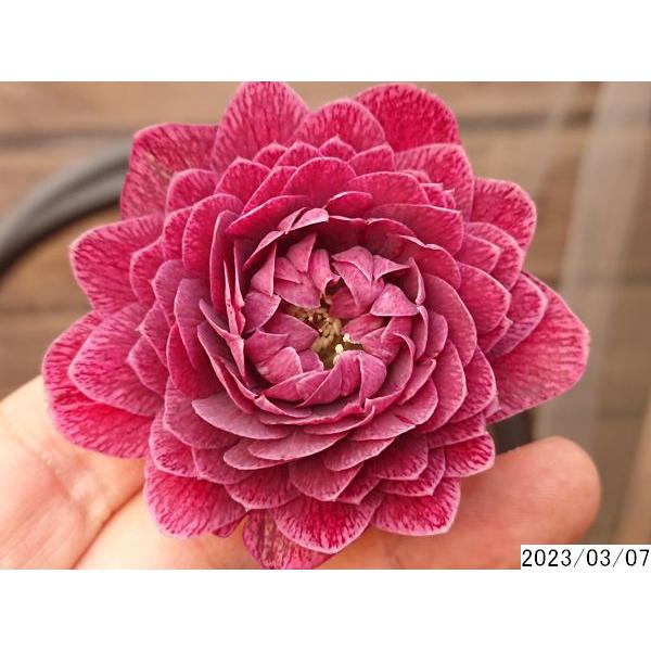 花1ガク0蕾0 開花株4号 ”マルーン” 超多弁 吉田園芸生産 花1ガク0蕾0 開花株4号 ”マルーン” 超多弁 吉田園芸生産