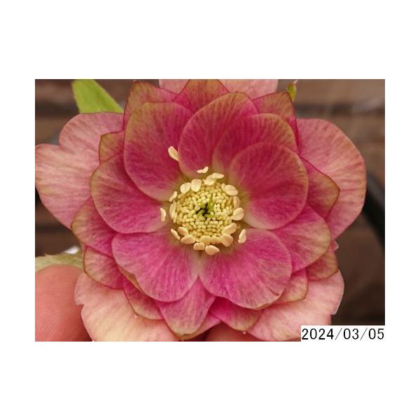 花1ガク0蕾1 開花株4号 新種ピエラ フレア吉田園芸育種生産 八重ダブル
