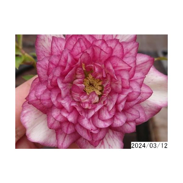 花1ガク0蕾2 開花株4号 クローリス吉田園芸育種生産 超多弁 クリスマス