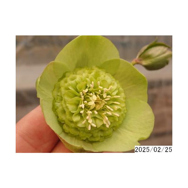 クリスマスローズ　セミダブル　 広瀬園芸　花苗　蕾　開花株 花1ガク0蕾4 開花株4号 在庫なし吉田多弁交配 吉田園芸生産 多弁