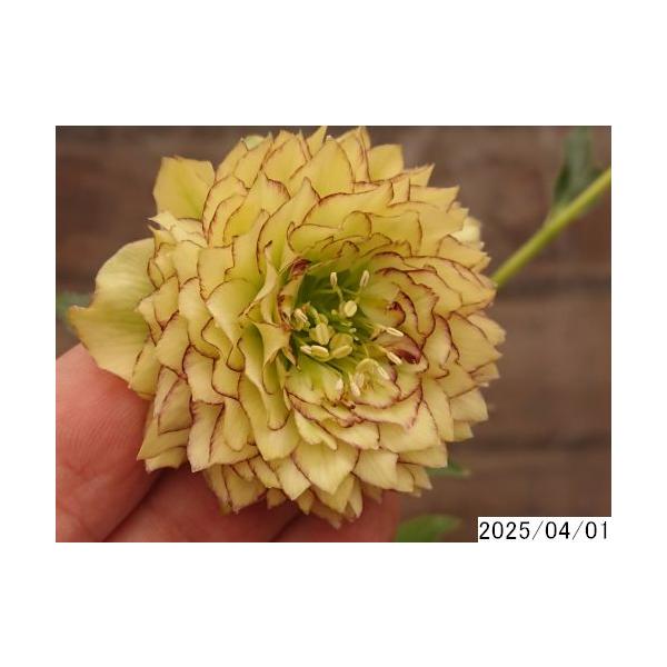 花1ガク0蕾1 開花株4号 レプリコーン 中小輪多花多弁吉田園芸命名品種