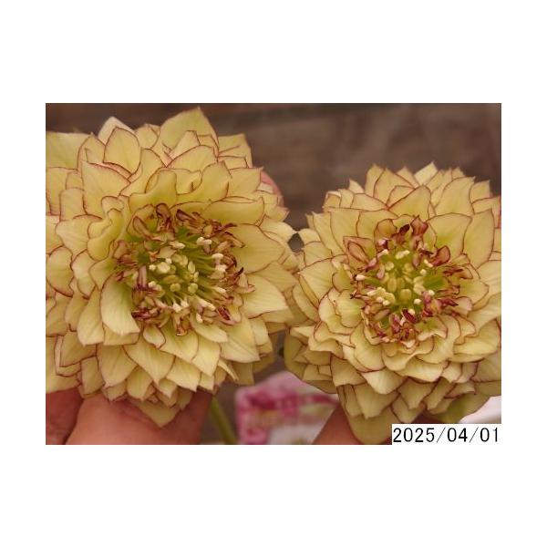 花2ガク0蕾0 開花株4号 レプリコーン 中小輪多花多弁吉田園芸命名品種 吉田交配 吉田園芸生産 超多弁 クリスマスローズd401003